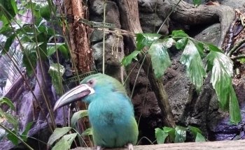 Universeum