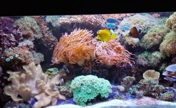 Universeum