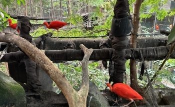 Universeum