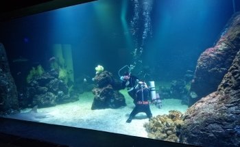 Universeum