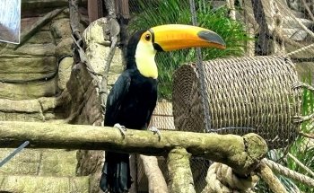 Universeum