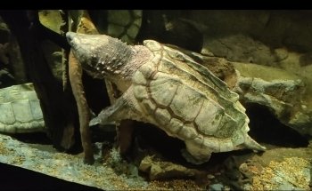 Skansen Aquarium