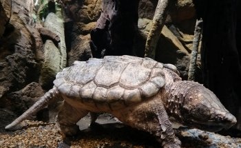 Skansen Aquarium