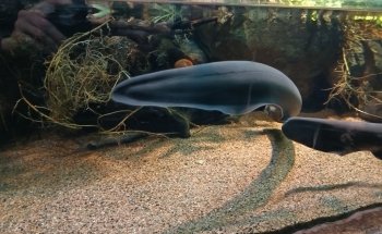 Skansen Aquarium