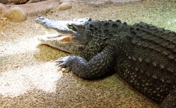 Skansen Aquarium