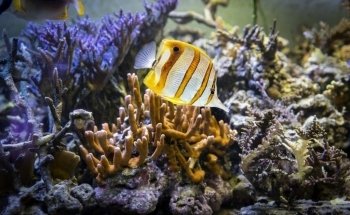Maritime Museum & Aquarium
