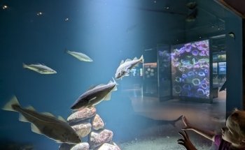Maritime Museum & Aquarium