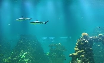 Maritime Museum & Aquarium