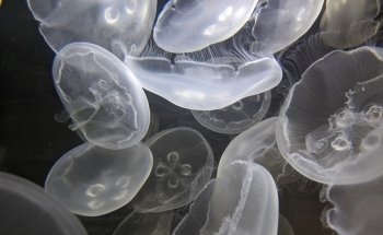 Baltic Sea Science Center
