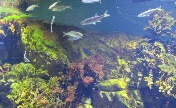 Baltic Sea Science Center