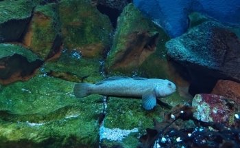 Baltic Sea Science Center