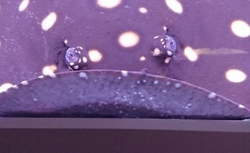 Åleds Akvarium AB