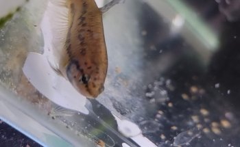 Åleds Akvarium AB