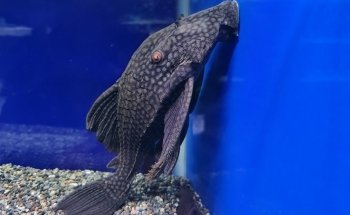 Åleds Aquarium AB