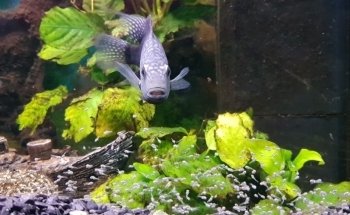 Åleds Akvarium AB
