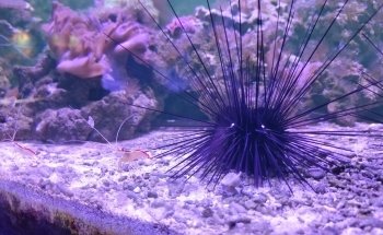 Haga Ocean