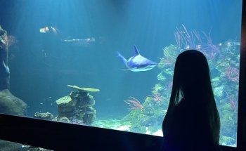 Haga Ocean