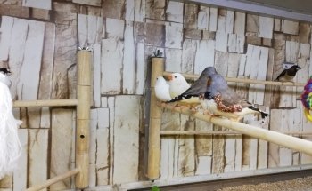 Pet's Royal ZOOFACHHANDEL