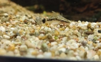 Pet's Royal ZOOFACHHANDEL