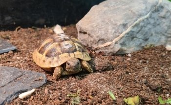 Pet's Royal ZOOFACHHANDEL