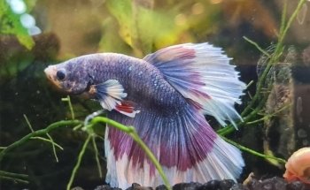 Pet's Royal ZOOFACHHANDEL