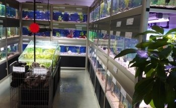 Akvariestugan
