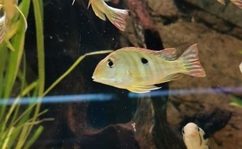 Akvariestugan