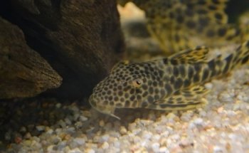 Akvariestugan