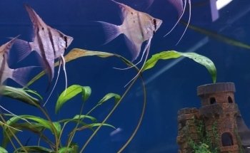 Akvariestugan
