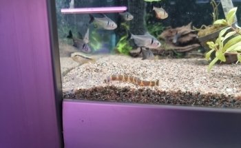 Akvariestugan