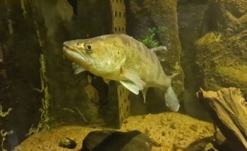 Vätternakvariet i Motala