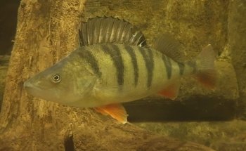 Vätternakvariet i Motala