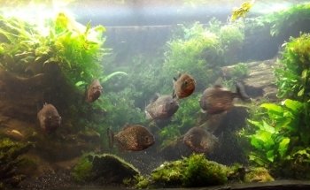 Vätternakvariet i Motala