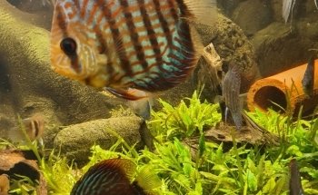 Vätternakvariet i Motala