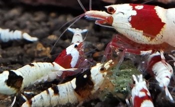 AquaShrimp
