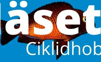 Näsets Ciklidhobby