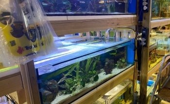 Näsets Cichlid Hobby