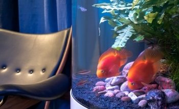 Alquiler de Acuarios