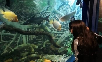 Aquarium Valparaiso