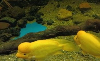 Aquarium Valparaiso