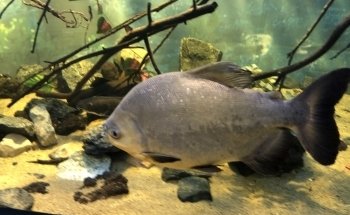 Aquarium Valparaiso