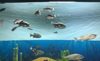 Aquarium Valparaiso