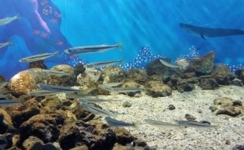 Aquarium Valparaiso