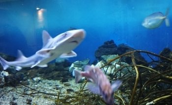 Valparaiso Aquarium