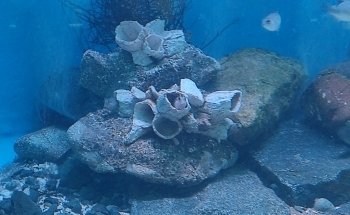 Aquarium / Museum School of Marine Sciences, UCN