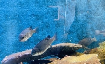 Aquarium / Museum School of Marine Sciences, UCN