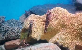 Aquarium / Museum School of Marine Sciences, UCN