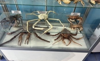 Aquarium / Museum School of Marine Sciences, UCN