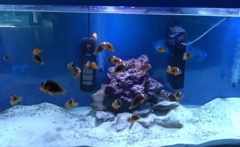 Aquarium / Museum School of Marine Sciences, UCN