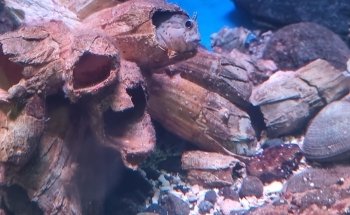 Aquarium / Museum School of Marine Sciences, UCN